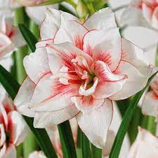 Amaryllis Elvas Bulbs Lowes Com Amaryllis Bulbs Amaryllis Flowers Amaryllis Plant