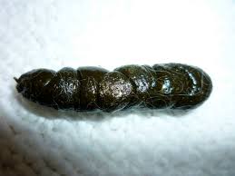 Megacolon In Rabbits