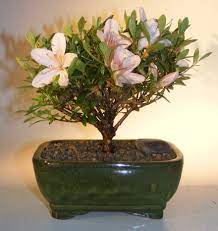 We did not find results for: 20 Fantastic Ideas 1800 Flowers Bonsai Pink Wool