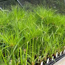 Image result for Cyperus papyrus