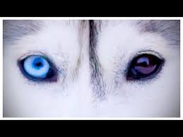 Dog demon smile theme keyboard. My Dog Has Demon Eyes The Real Story Behind My Husky S Eyes Youtube In 2021 Demon Eyes My Husky Husky