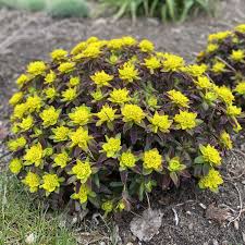 Image result for Euphorbia eranthes