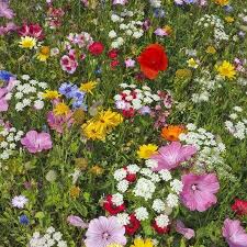Hummingbird Butterfly Wildflower Seed Mix 1 Lb Wild Flower Seed Mixture Alyssum Lemon Mint Foxglove M Wildflower Seeds Flower Seeds Wildflower Garden