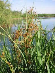 Image result for Cladium mariscus