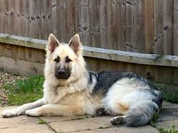 Because of this, they've always been satisfying to look at, whether it's a black sable german shepherd or a silver sable german shepherd. Coats And Colors