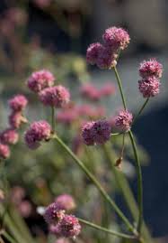 Image result for Eriospermum roseum