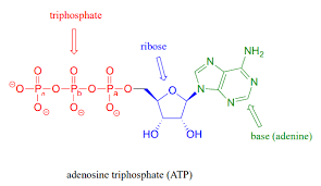 Official atp tour streaming from tennis tv. 4 Atp The Principal Phosphate Group Donor Chemistry Libretexts