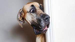 Funniest Animals Best Of The 2020 Funny Animal Videos Cutest Animals Ever Youtube Funny Animal Videos Funny Animals Animal Videos Cutest