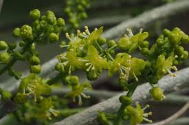 Image result for Tinospora tenera