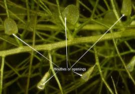 Image result for Utricularia formula