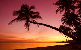 Palm tree, silhouette, romantic, couple, romance, sunset, tropics. Tropical Sunset Palm Trees Silhouette Beach Sea Wallpaper Beach Wallpaper Better