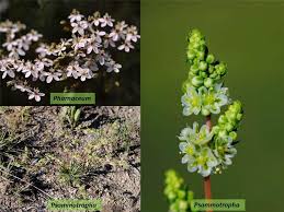 Image result for Hypertelis salsoloides