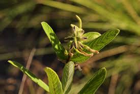 Image result for Eriosema pauciflorum