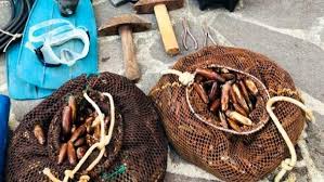0,99 €, 250 g (3,94 €/kg). Mercato Nero Dei Datteri Di Mare Il Capobanda Aiutato Da Militari Infedeli Il Meridiano News