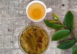 Makan beberapa helai pucuk dalam jumlah ganjil. Buktikan 6 Manfaat Minum Rebusan Daun Jambu Biji Campur Madu