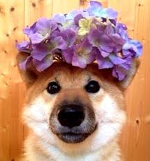Flowers In Their Coats Dog Flower Shiba Inu Cute Animals