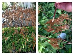 Japanese maple trees (acer palmatum) are perhaps one of the most vibrant and familiar trees in the northeast. Why So Many Japanese Maples Are Dying Garden Housecalls