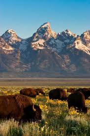 Join us for a jackson hole wildlife safari in yellowstone or grand teton national park. Wildlife Tours Jackson Hole Grand Teton Summer Safaris