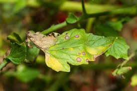 We did not find results for: Why Are My Tomato Leaves Turning Yellow We Have The Answers