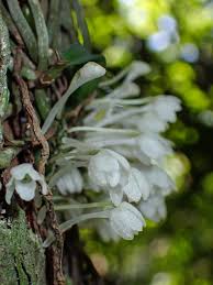 Image result for Rhipidoglossum