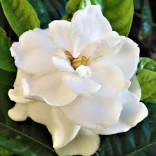 Image result for Gardenia subacaulis