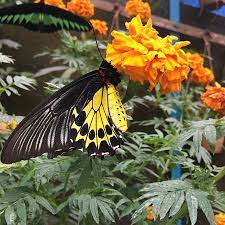 The butterflies are pretty interesting, with their huge and colourful. Cameron Highlands Butterfly Garden 2021 All You Need To Know Before You Go With Photos Cameron Highlands Malaysia Tripadvisor