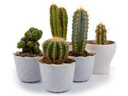 However, whilst there are many cacti that bloom in many unusual shapes and textures, below we go into the types of cacti that you can use for your skincare. How To Add Cactus To Your Skin Care Routine Boldsky Com