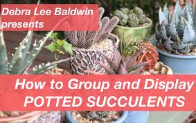 From upcycling dollar store wine glasses into snow globes to turning top 10 cactus gift ideas ⋆ cowboy specialist cactus is definitely in right now! Succulent Container Design Tips Tricks Inspiration Debra Lee Baldwin Succulent Expert