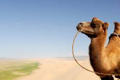 For thousand years camel can travel for days under the blazing sun without eating and drinking. Camels