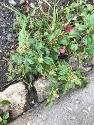 Image result for Amaranthus deflexus