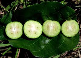 Image result for Vangueria