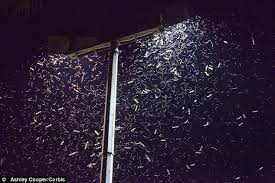 Leds Attract 50 More Insects And Could Damage Ecosystems Daily Mail Online