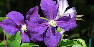 Image result for Clematis costata