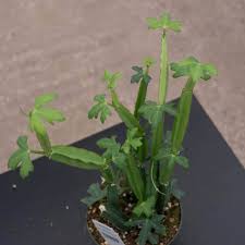 Image result for Cissus