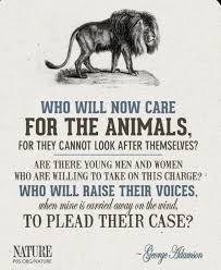 Pin By Grace D On 2020 Posts Animal Conservation Save Animals Animal Rights
