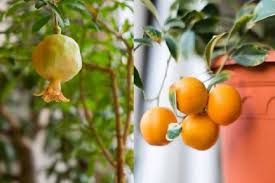 Maybe you would like to learn more about one of these? Berapa Lama Buah Naga Berbuah