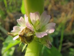 Image result for Malva verticillata