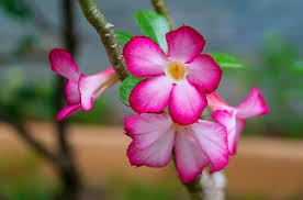 We did not find results for: 15 Types Of Succulents For Your Collection Or Garden Gardening On
