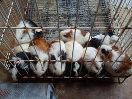 This is one of the fun guinea pig breeds around! Kandalah Jack Cavy The Best Of Malaysia Guinea Pig Page 4