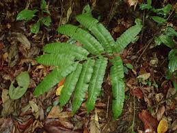 Image result for Lindsaeaceae