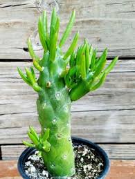 However, they are also filled with seeds which are difficult to deal with. 35 Austrocylindropuntia Ideas Cacti And Succulents Planting Succulents Succulents