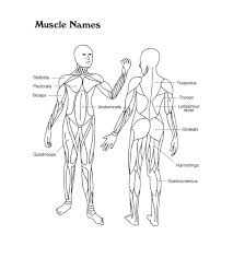 Skeletal System Concept Map Muscle Anatomy Anatomy Coloring Book Human Body Systems