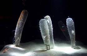 カイロウドウケツってどんな生物 カイロウドウケツは5 20 の大きさで円筒の形をしたカイメン 海綿 の仲間です 深海であれば広く生息しているようで 日本でも駿河湾や相模湾で見ることだできるようです 海底にくっついて生活をしているため流れてきたプランクトン