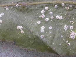 First of all, don't grab the spines. Insect Pests Of Cacti And Succulents Grown As House Plants