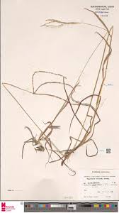 Image result for Buchnerodendron lasiocalyx