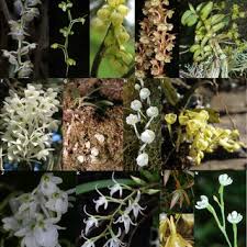 Image result for Tridactyle eggelingii