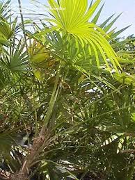 Image result for Leucothrinax morrisii