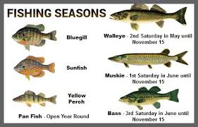 fishing seasons ontario fish fish fishing ontario rice lake