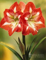 Planting bulbs can seem complicated, but you can simply the process by following this general rule of thumb: Large Bulb 2 Bulbs Giant Dutch Amaryllis Flowers Plants Seeds Bulbs Gellyplast Com