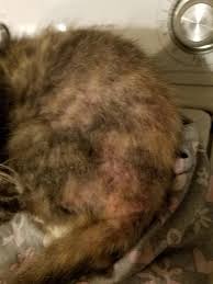 Cat fleas are wingless parasites, the adult flea lives on the cat's skin, feeding off his blood. So My Cat Lost Almost All Her Hair And Has Scabs Her Stomach Is Swallen And She Throws Up Sometimes Petcoach